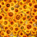 Blossom - Sunflowers - Yellow - Qt Fabrics - 28837-S