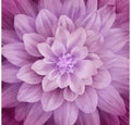 Dream Big - Magenta - Floral - Hoffman Fabrics - P4389-72