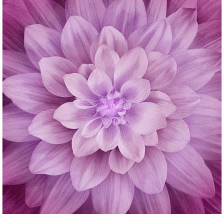 Dream Big - Magenta - Floral - Hoffman Fabrics - P4389-72