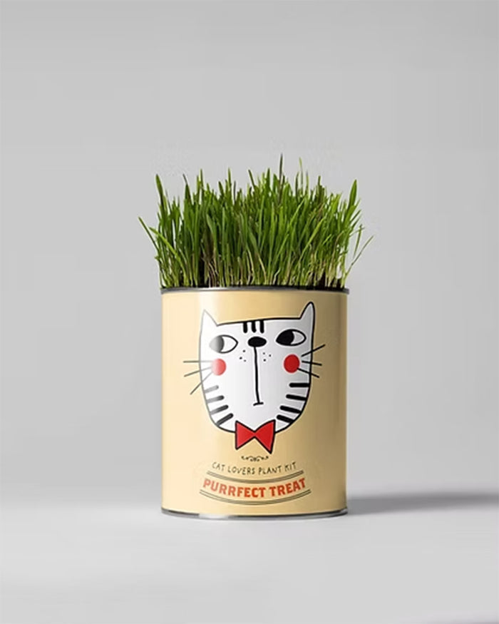 Purrfect Treat - Flower Growing Kit