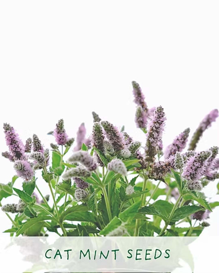 Purrfect Treat - Flower Growing Kit