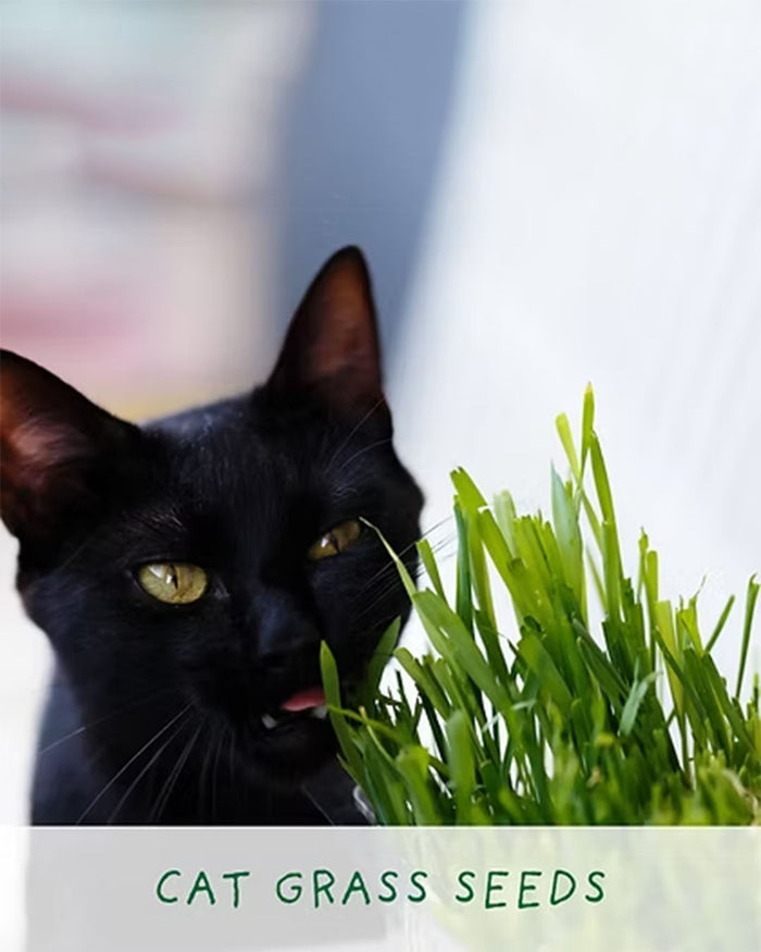 Purrfect Treat - Flower Growing Kit
