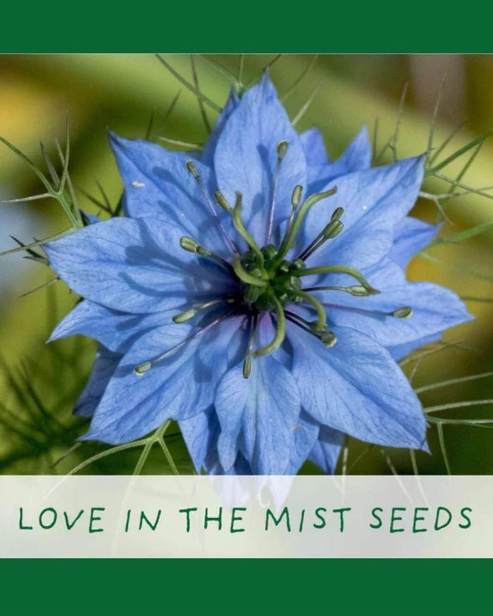 Seeds of Love - Flower Growing Kit